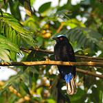 Asian Fairy-bluebird / Irena puella