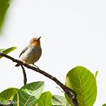 Bamenda Apalis / Apalis bamendae