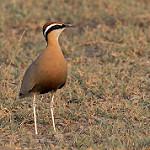 Indian Courser / Cursorius coromandelicus
