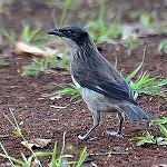 Полинезийский скворец / Aplonis tabuensis