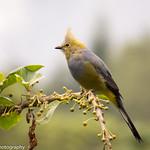Шелковистые свиристели / Ptiliogonatidae фото