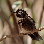 Purple-backed Sunbeam / Aglaeactis aliciae