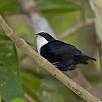 Белогрудый манакин / Corapipo gutturalis