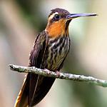 Saw-billed Hermit / Ramphodon naevius