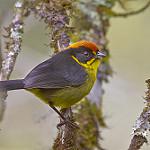Боливийская атлапета / Atlapetes rufinucha