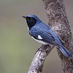 Black-throated Blue Warbler / Setophaga caerulescens