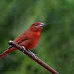 Red Tanager / Piranga flava