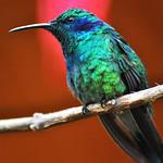 Зелоногрудый фиалкоух / Colibri cyanotus