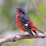 White-throated Rock Thrush / Monticola gularis