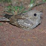 Мраморный козодой / Caprimulgus inornatus