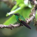 Coppery-headed Emerald / Microchera cupreiceps