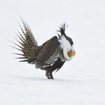 Gunnison Grouse / Centrocercus minimus