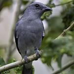 Malayan Cuckooshrike / Coracina larutensis
