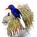 Нумфорский райский зимородок / Tanysiptera carolinae