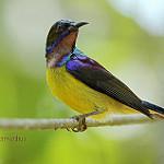 Кобальтовогрудая нектарница / Cyanomitra cyanolaema