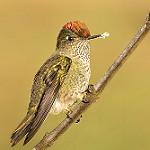 Green-backed Firecrown / Sephanoides sephaniodes