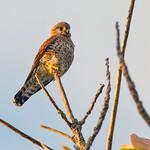 Malagasy Kestrel / Falco newtoni