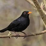 Чёрный дрозд / Turdus merula