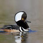 Hooded Merganser / Lophodytes cucullatus