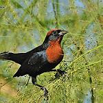 Ржавоголовый курен / Chrysomus ruficapillus