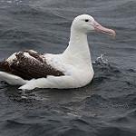 Antipodean Albatross / Diomedea antipodensis