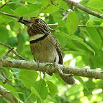 Crescent-chested Puffbird / Malacoptila striata