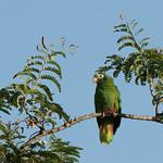 Черноухий амазон / Amazona ventralis