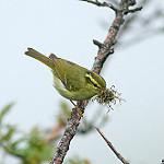 Hartert's Leaf Warbler / Phylloscopus goodsoni
