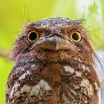 Blyth's Frogmouth / Batrachostomus affinis