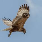 Курганник / Buteo rufinus