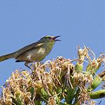 Stripe-throated Jery / Neomixis striatigula