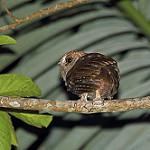 Пембанская сплюшка / Otus pembaensis