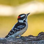 Yellow-bellied Sapsucker / Sphyrapicus varius