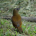 Гренадский дрозд / Turdus fumigatus