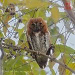 Oriental Scops Owl / Otus sunia