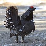 Spruce Grouse / Canachites canadensis