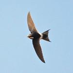 White-rumped Swift / Apus caffer