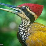 Яванский дятел-султан / Chrysocolaptes strictus