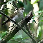 Рыжекрылый дроздовник / Illadopsis rufescens