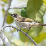 White-lined Honeyeater / Territornis albilineata