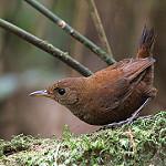 Flutist Wren / Microcerculus ustulatus