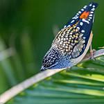 Spotted Pardalote / Pardalotus punctatus
