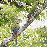 Great Green Macaw / Ara ambiguus