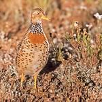 Австралийские странники / Pedionomidae фото