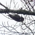 Буроспинный дятел / Dendropicos obsoletus