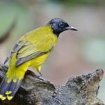 Black-headed Bulbul / Brachypodius melanocephalos