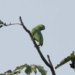 Short-tailed Parrot / Graydidascalus brachyurus