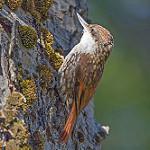 White-throated Treerunner / Pygarrhichas albogularis