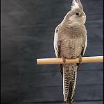 Cockatiel / Nymphicus hollandicus