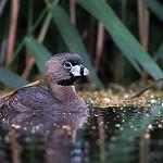 Пестроклювая поганка / Podilymbus podiceps